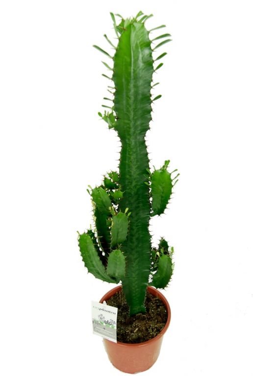 Magnifique cactus vert cow-boy