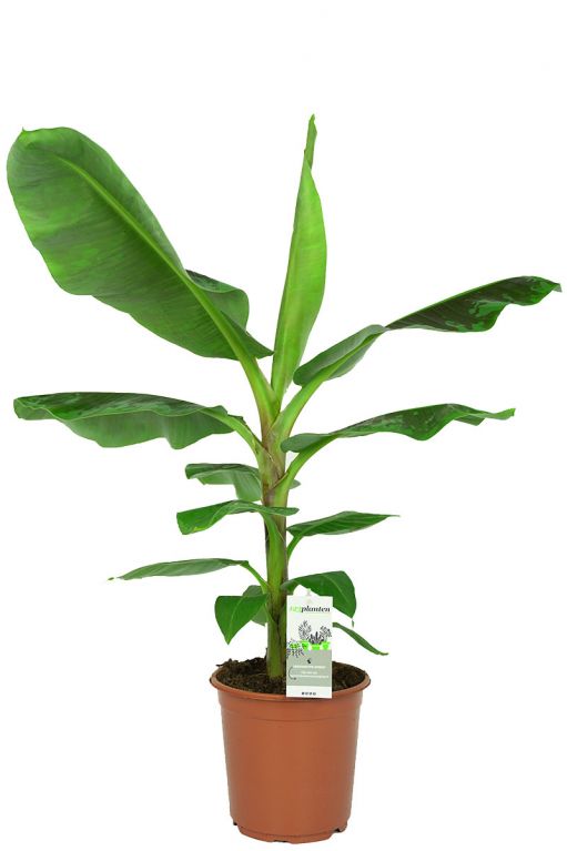 Plante d'intérieur Musa banana plant
