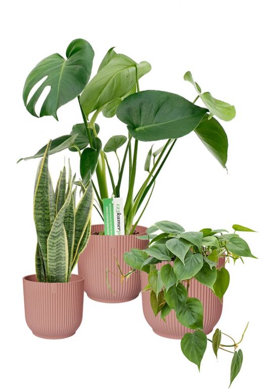 Plantes d'intérieur en pots Elho
