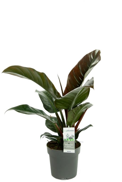 Philodendron imperial red kamerplant 3
