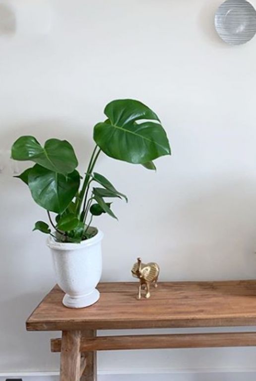 Philodendron monstera  1