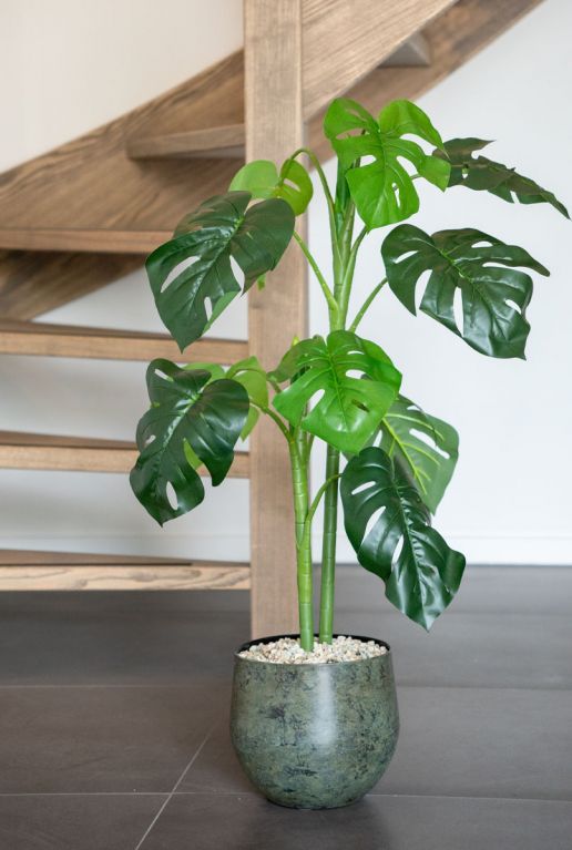 Philodendron monstera plant 1