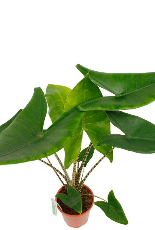 Kamerplant met groot groen blad