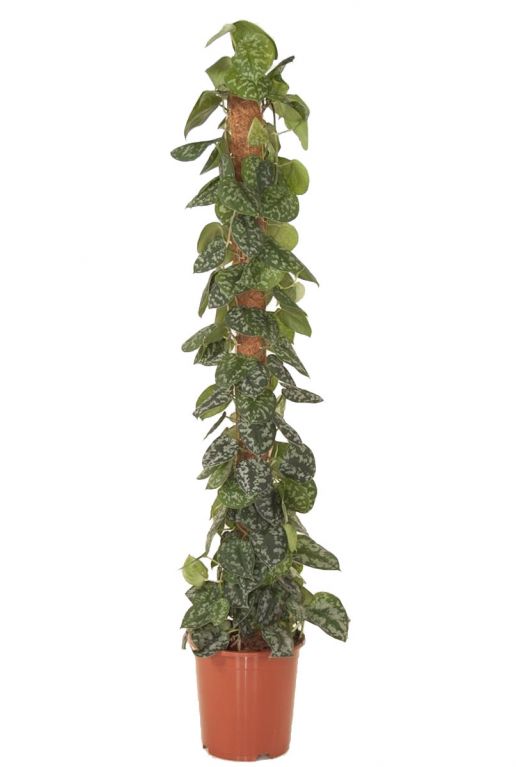 Scindapsus pictus plant