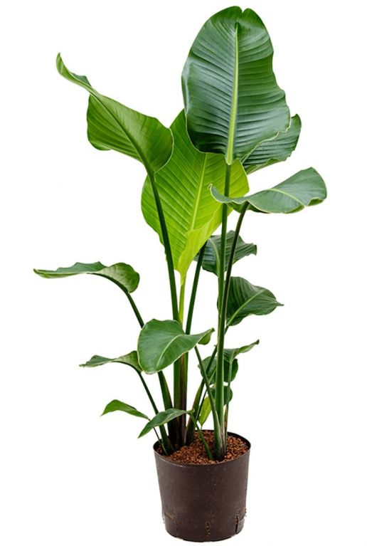 Plante hydroponique Strelitzia nicolai