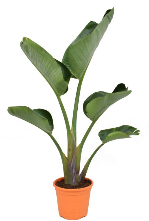 Strelitzia nicolai kamerplant 3 1