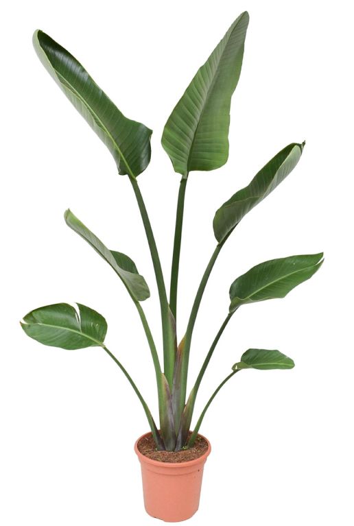 Strelitzia artificiel en pot hauteur 90 cm