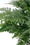Fijne donker groene bladeren Davallia Humata teyermanii kamerplant