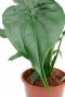 Groot groen blad olifantenoor Alocasia Cucullata