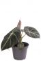 Alocasia black velvet plant
