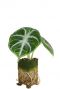 Alocasia ninja plant