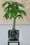 Babet pot pine plant 2