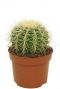 Cactus-echinocatus-grusonii