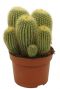 Cactus-eriocactus-leninghausii