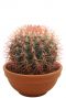 Cactus-ferocactus-stainesii