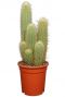Cactus-vatricania-guentherii