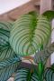 Calathea orbifolia zijdeplant