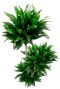 Dracaena compacta groene plant