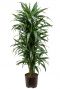 Dracaena drakenbloedboom hydrocultuur plant