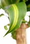 Dracaena massangeana - drakenbloedboom - kamerplant 4 1