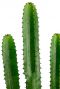 Euphorbia cactus 