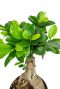 Ficus-ginseng-blad