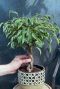 Ficus marole kamerplant boompje
