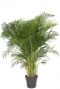 Grote areca palm 2