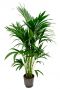 Kentia-palm-hydroponique
