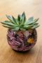 Lammie pot polly pink 7 plant
