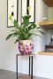 Lammie pot polly pink plant 1