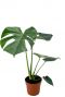 Monstera-gatenplant-p14 1