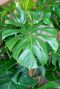 Monstera-pertusum-leaf