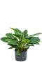 Philodendron imperial green hydrocultuur