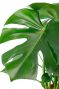 Philodendron Monstera grandes feuilles vertes