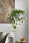 Philodendron scandens 5
