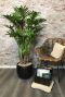 Philodendron xanadu xantal kamerplant