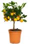 Sinaasappelboom citrus calamondin - tuinplant klein-2 1