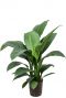 Spathiphyllum hydrocultuur kamerplant 1