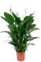 Spathiphyllum sweet sebastiano lepelplant