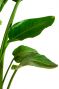 Strelitzia-augusta-leaf