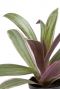 Tradescantia spathacea plant