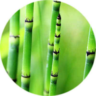 Entretien du bambou