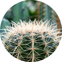 Entretien Cactus 