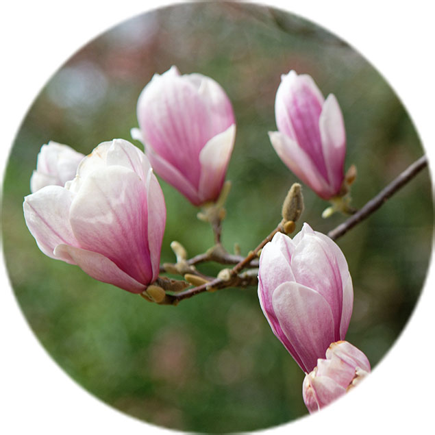 Entretien des magnolias