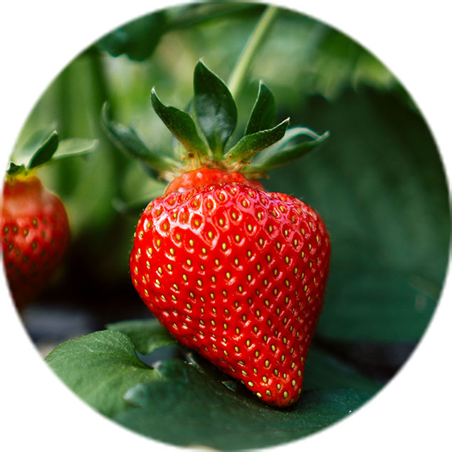 Entretien des fraisiers