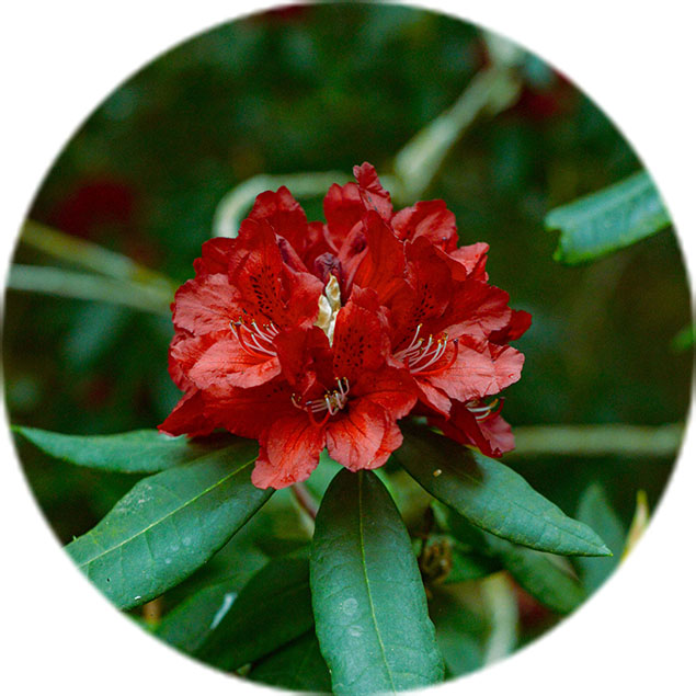 Entretien des rhododendrons