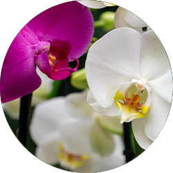 Entretien Orchidée