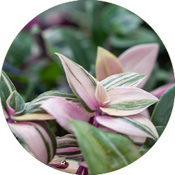 Exotenherz - fleur à trois mâts - Tradescantia quadricolor