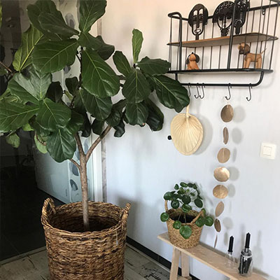 Ficus Lyrata dans le salon du panier